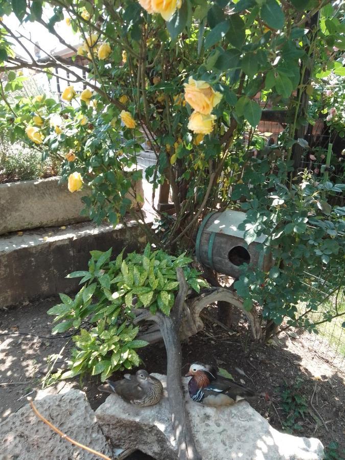 Guest House Amazonia Varna Luaran gambar